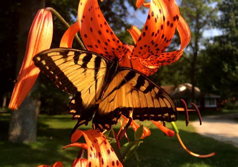 Tropical butterflies on exhibit at South Coast Botanic Garden 